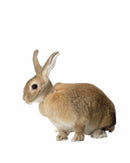 Kauluri kaneille, Buster, 10 kpl