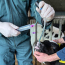 Bronkoalveolaarinen huuhtelusetti vasikoille