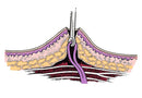 Histoacryl® B.Braun