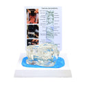 Koiran leukamalli, kirkas